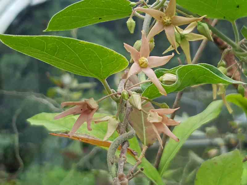 百草谷藥用植物園