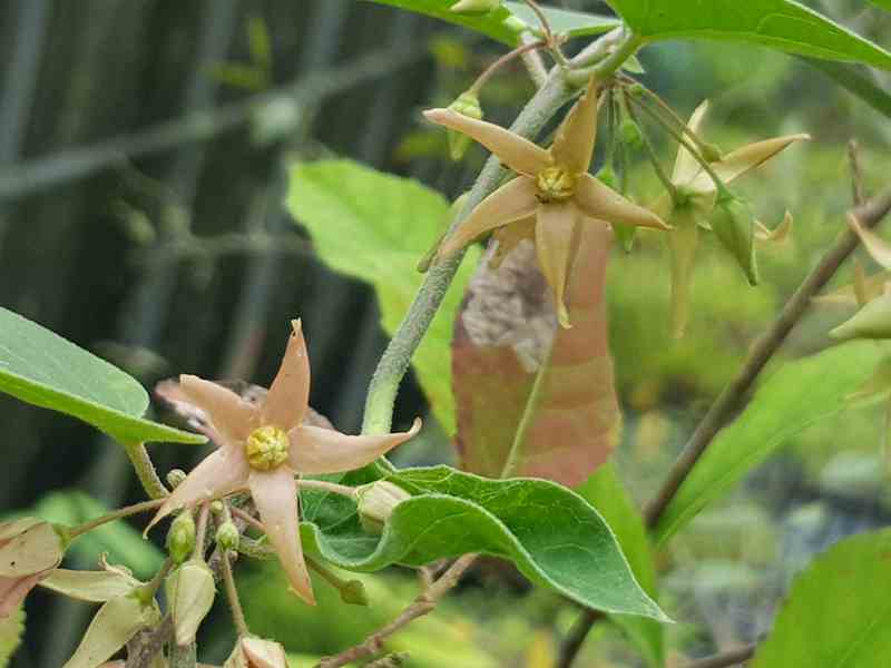 百草谷藥用植物園