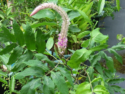 百草谷藥用植物園