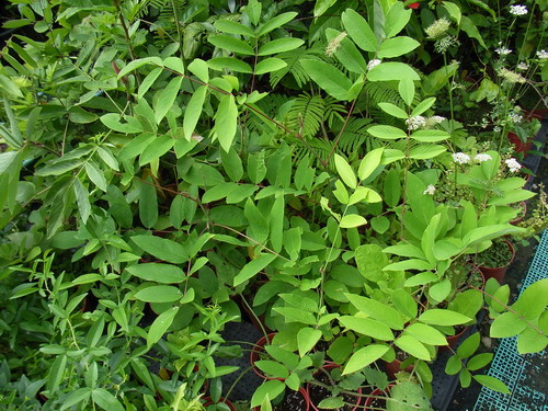 百草谷藥用植物園