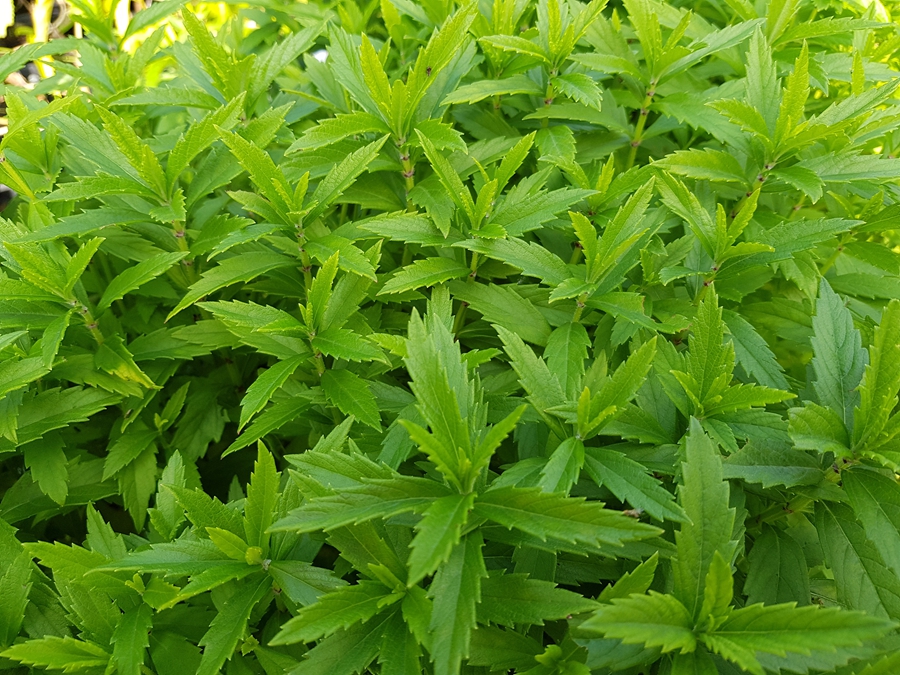 產品名稱