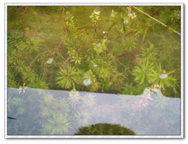 產品名稱