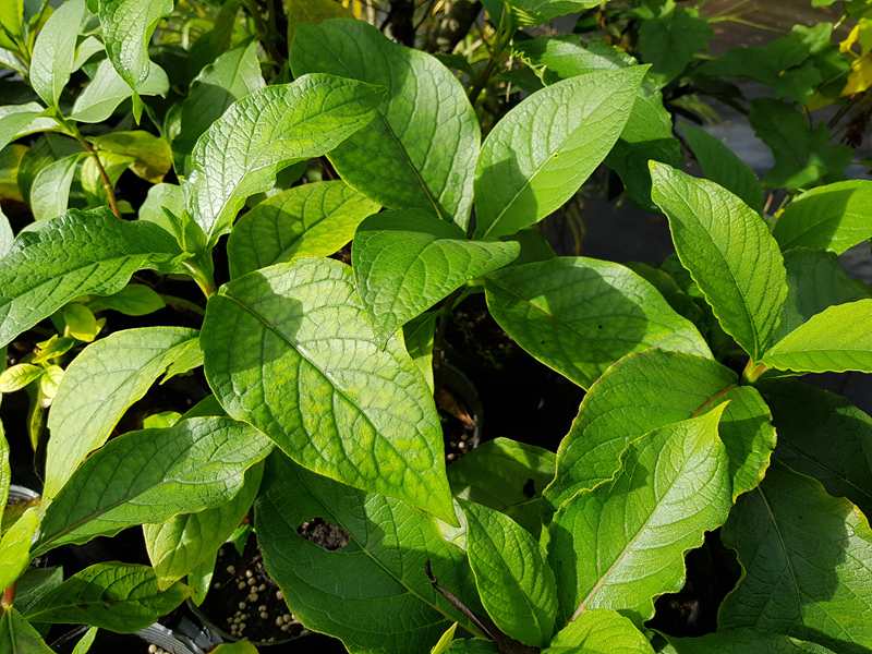 百草谷藥用植物園
